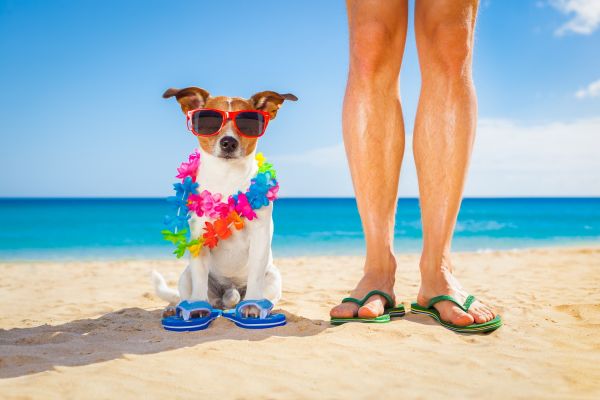 Cane con occhiali da sole e infradito sulla spiaggia con il padrone