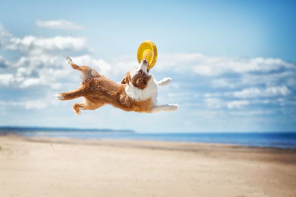 Cane gioca con un frisbee sulla spiaggia