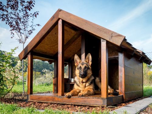 Cane riposa nella sua casetta di legno