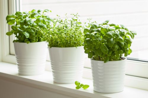 Piantine di basilico vicino la finestra