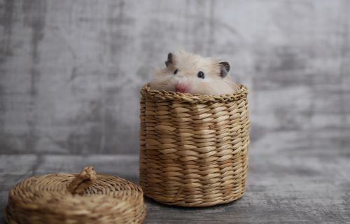 Criceto dentro una scatola di vimini 