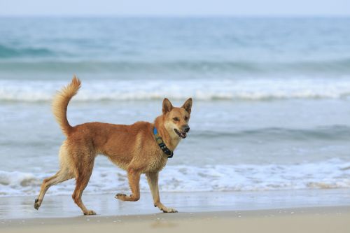 Cane che passeggia sulla spiaggia