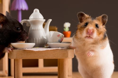 Topolini prendono il té