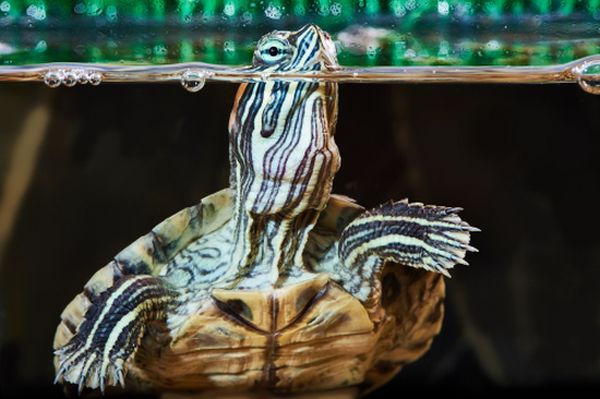 Tartaruga in un acquario con la testa fuori dall'acqua