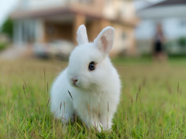 Piccolo coniglio 
