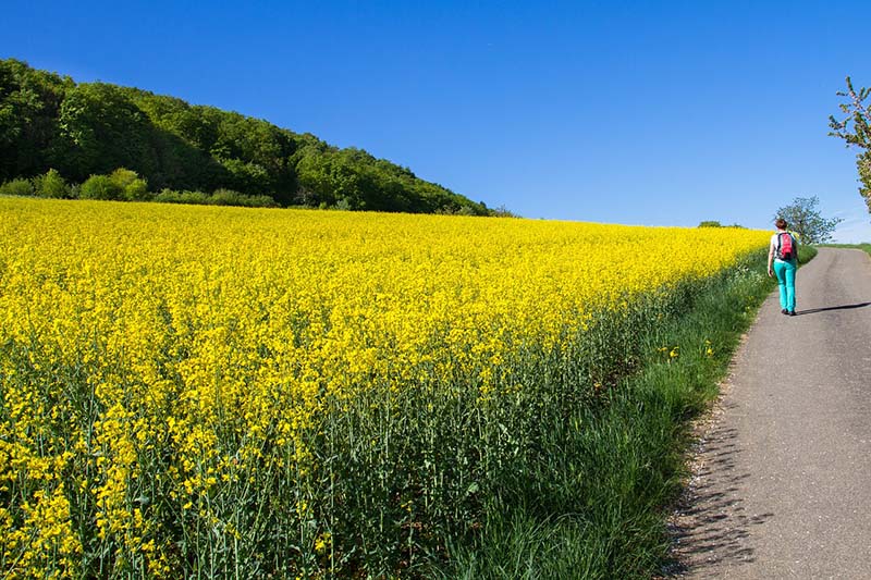 Passeggiata in campagna