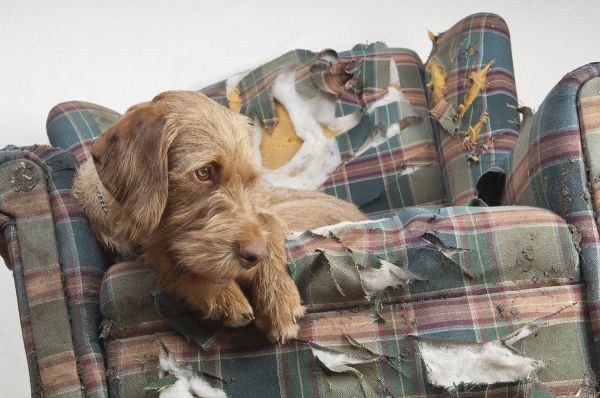 Cane si riposa su una poltrona rovinata