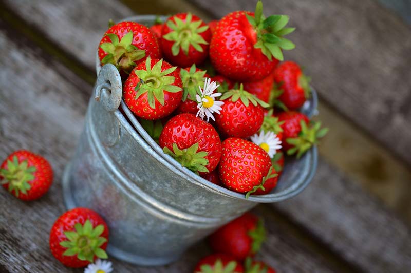 Secchio di fragole