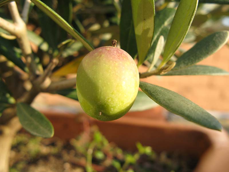 Albero di mele