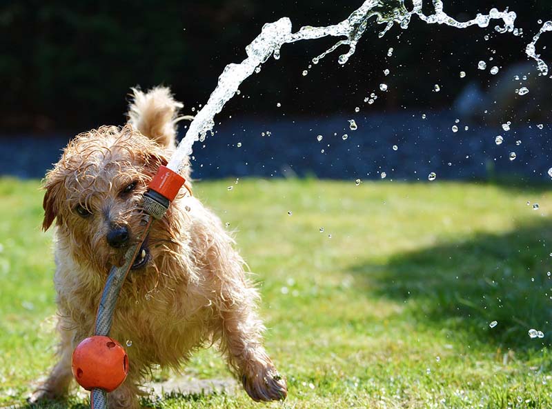 Cane morde un irrigatore d'acqua