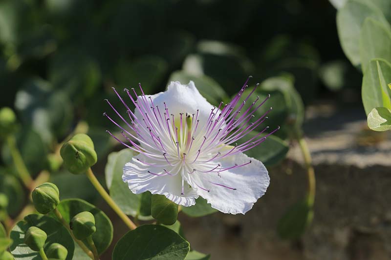 Capparis spinosa