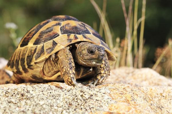 Tartarughe di terra come prendersene cura, Gruppo VéGé