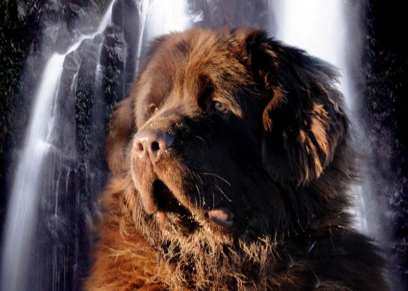 Cane triste osserva alla finestra