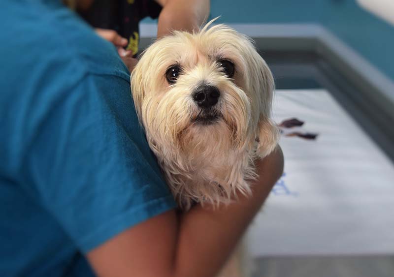 Cane abbracciato dal padrone