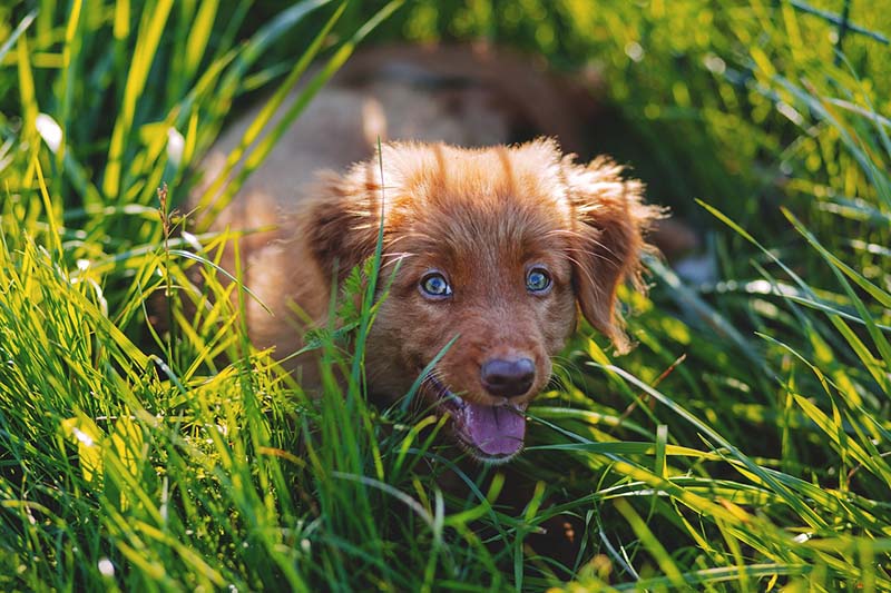 Cane felice gioca nel prato