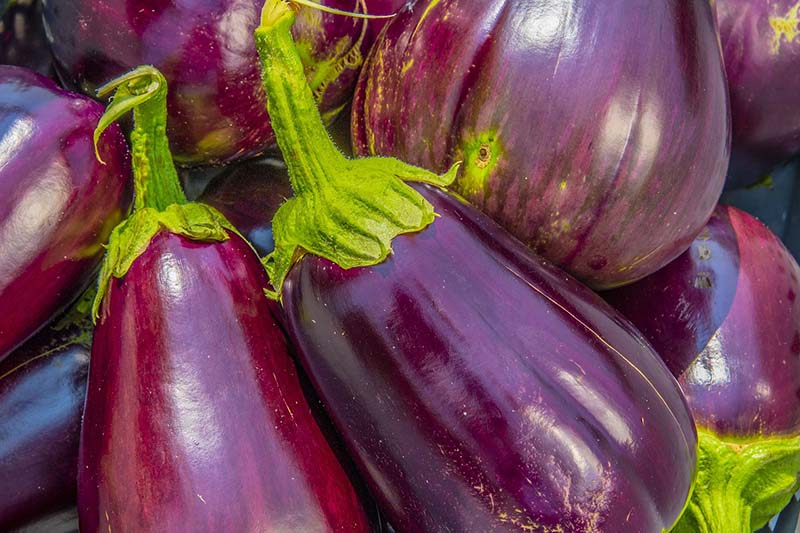Melanzane