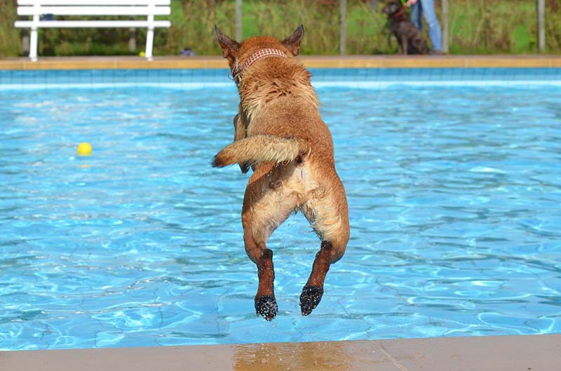 Cane che si tuffa in piscina