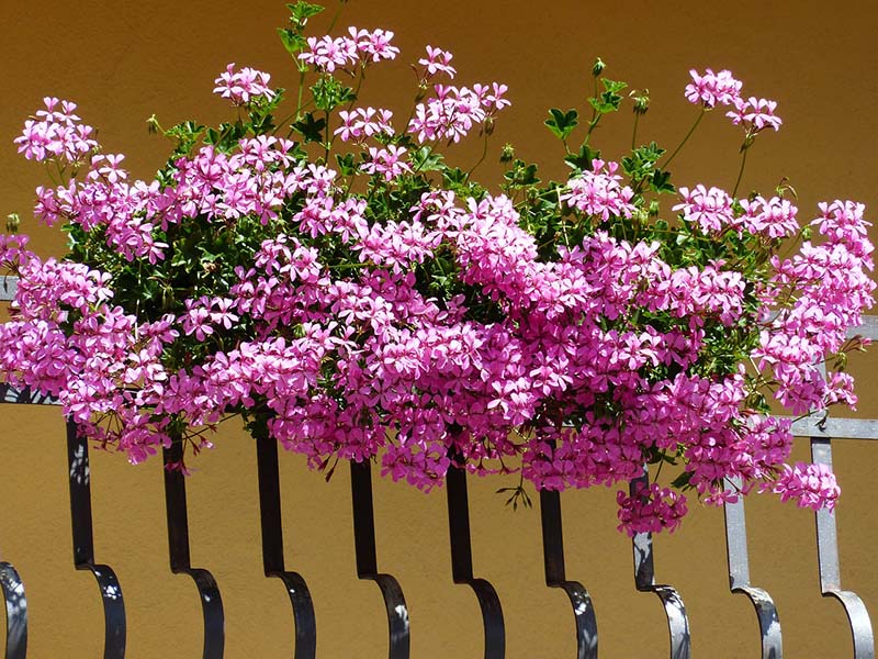 Balcone con fiori primaverili