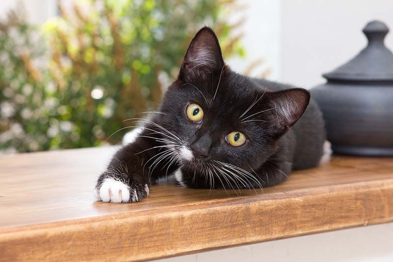 Gatto nero disteso sul davanzale