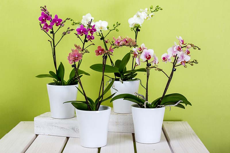 Come coltivare le orchidee