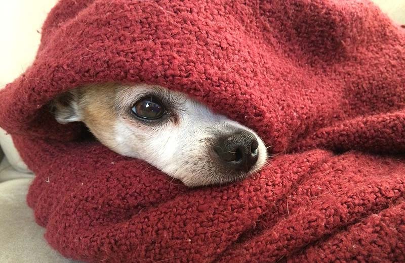 Cane avvolto in una coperta