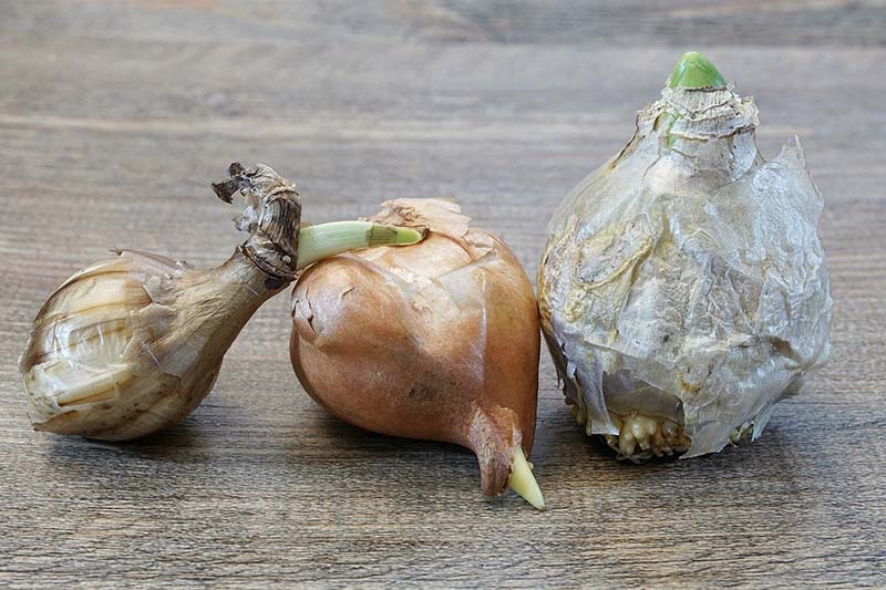 Teste d'aglio