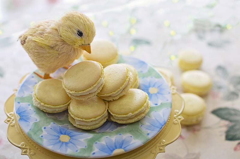 Pasticcini alla crema 