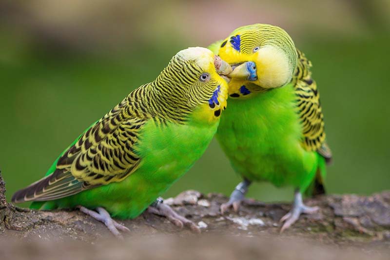 Uccellini innamorati