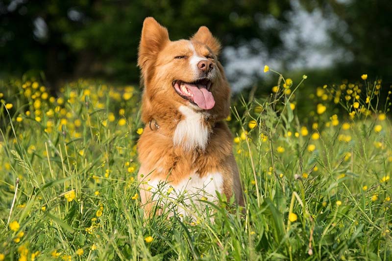 Cane felice nell'erba alta