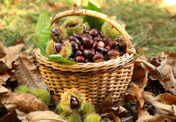 Cesto di castagne