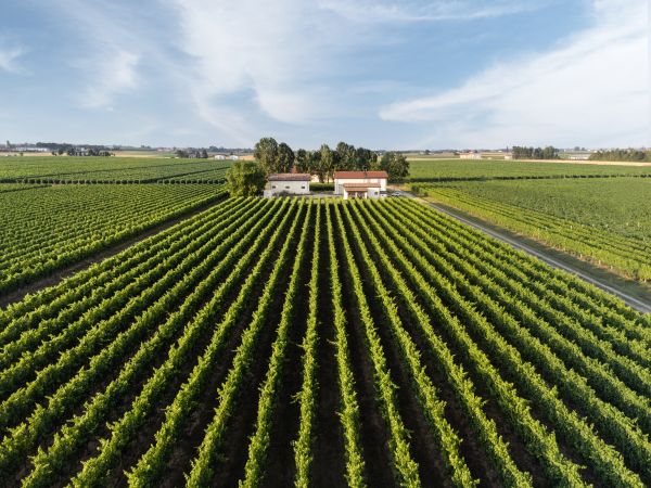 Vigneto di Lambrusco