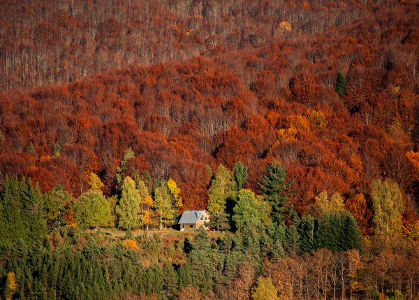 Foresta di latifoglie nordiche