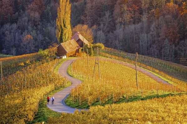 Strada di campagna