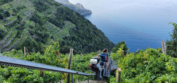 Panaroma di un vigneto