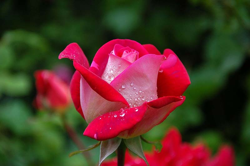 Fiore rosa rossa