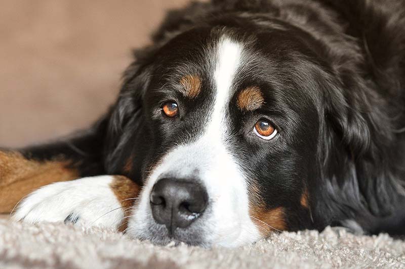 Cane che riposa