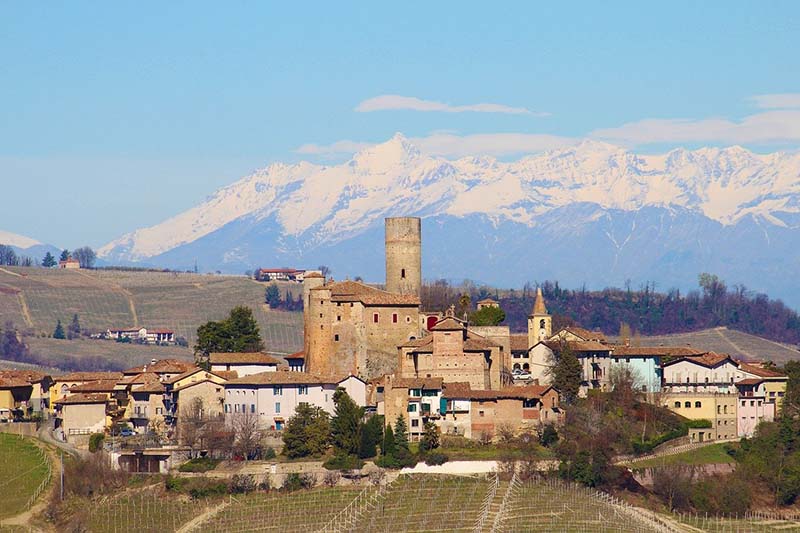 Nebbiolo vitigno