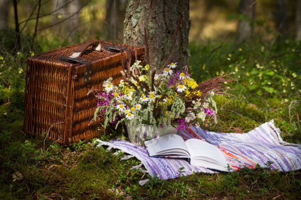 Picnic nel bosco