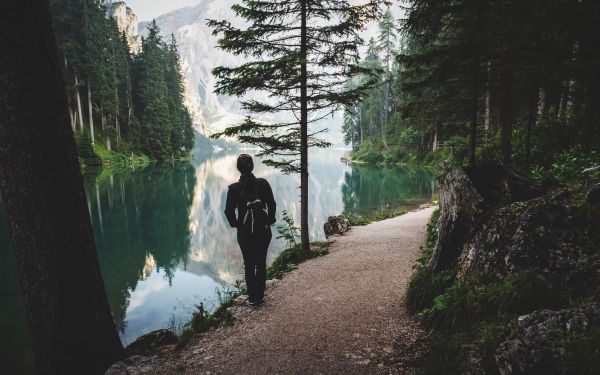 Panorama di un bosco con lago e montagna