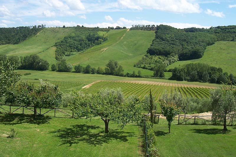 Vigneto Umbria