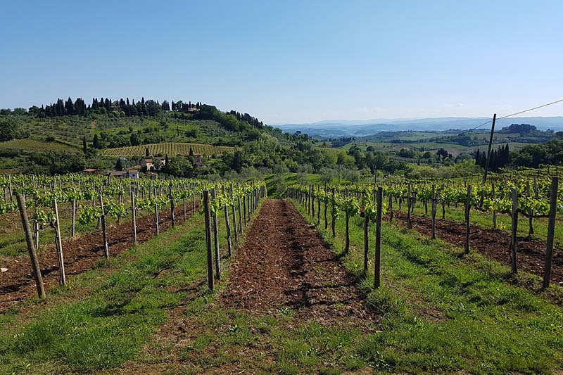 Terreno vigneto Chianti